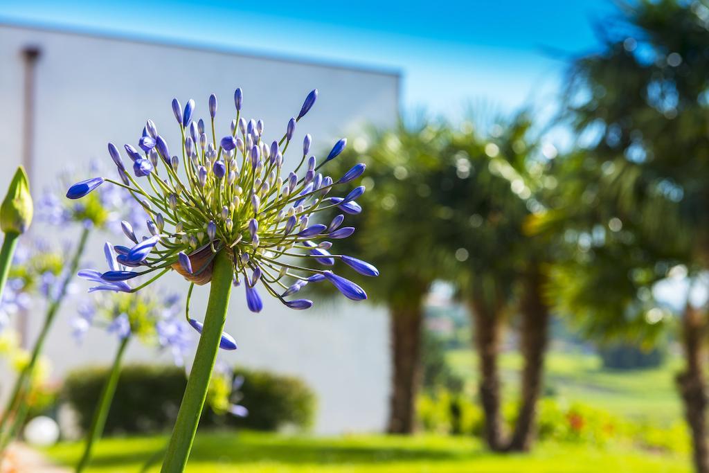 Quinta De San Amaro Rias Baixas Hotel Meano Bagian luar foto